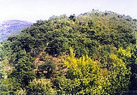 Vegetación en los Montes de la Zona
